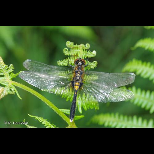 <i>Leucorrhinia caudalis</i> (Charpentier, 1840) © P. Gourdain