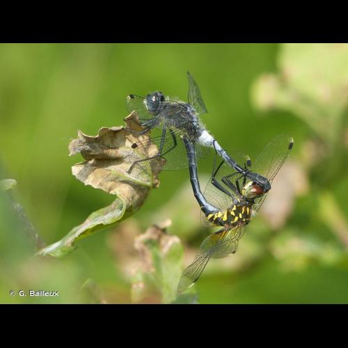 <i>Leucorrhinia albifrons</i> (Burmeister, 1839) © G. Bailleux