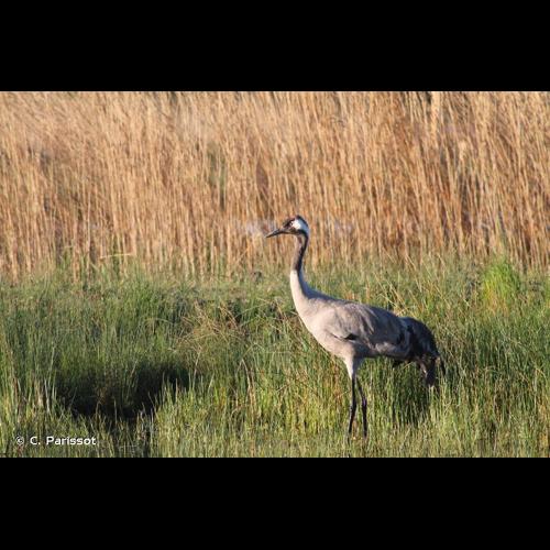 <i>Grus grus</i> (Linnaeus, 1758) &copy; C. Parissot