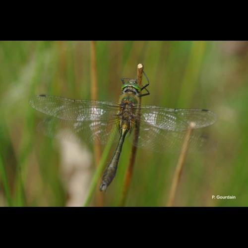 <i>Cordulia aenea</i> (Linnaeus, 1758) © P. Gourdain