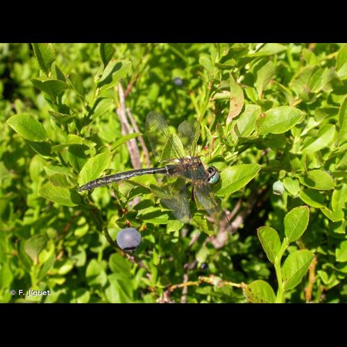 <i>Somatochlora alpestris</i> (Selys, 1840) © F. Jiguet