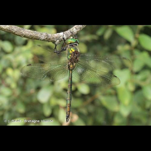 <i>Somatochlora metallica</i> (Vander Linden, 1825) © J. David - Bretagne Vivante