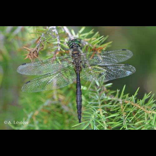 <i>Somatochlora flavomaculata</i> (Vander Linden, 1825) &copy; A. Lévêque