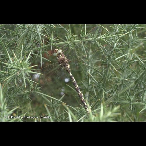 <i>Boyeria irene</i> (Boyer de Fonscolombe, 1838) © J. David - Bretagne Vivante