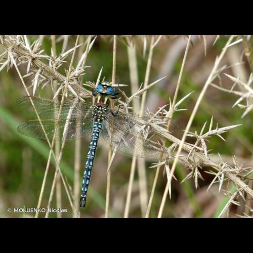 <i>Brachytron pratense</i> (O.F. Müller, 1764) © MOKUENKO Nicolas