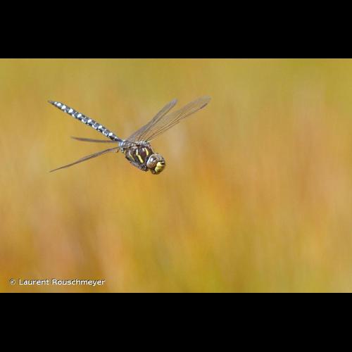 <i>Aeshna juncea</i> (Linnaeus, 1758) © Laurent Rouschmeyer