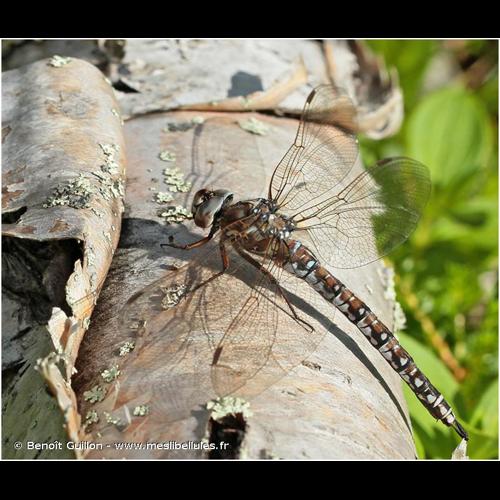 <i>Aeshna caerulea</i> (Ström, 1783) © Benoît Guillon - www.meslibellules.fr