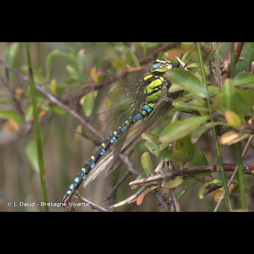 <i>Aeshna cyanea</i> (O.F. Müller, 1764) © J. David - Bretagne Vivante