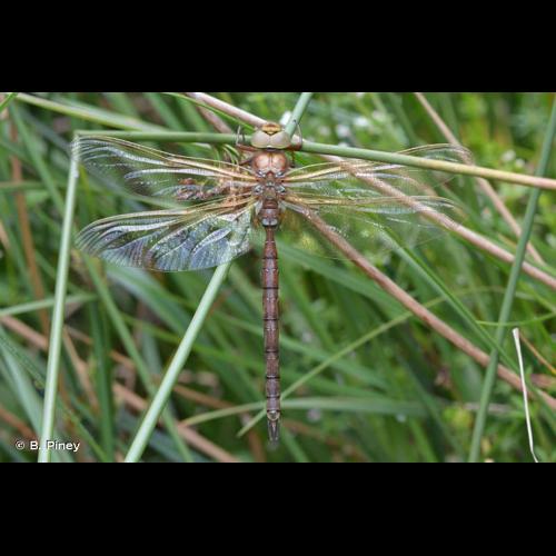 <i>Aeshna grandis</i> (Linnaeus, 1758) © B. Piney