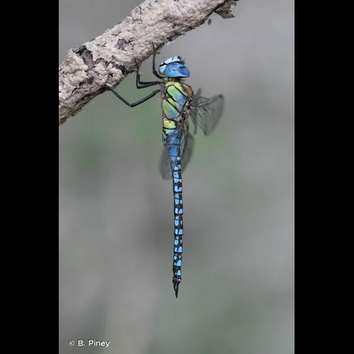 <i>Aeshna affinis</i> Vander Linden, 1820 &copy; B. Piney