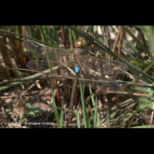 <i>Hemianax ephippiger</i> (Burmeister, 1839) © J. David - Bretagne Vivante
