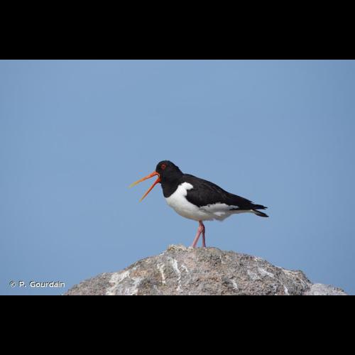 <i>Haematopus ostralegus</i> Linnaeus, 1758 © P. Gourdain