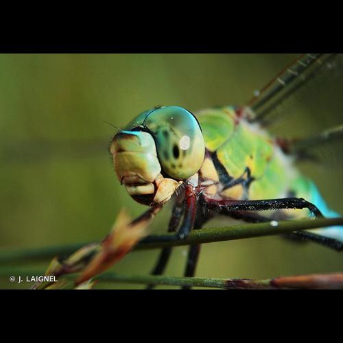 <i>Anax imperator</i> Leach, 1815 © J. LAIGNEL