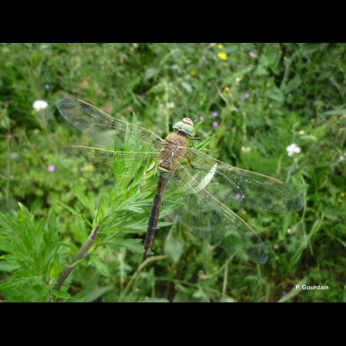 <i>Anax parthenope</i> (Selys, 1839) &copy; P. Gourdain