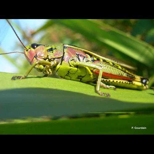 <i>Stethophyma grossum</i> (Linnaeus, 1758) © P. Gourdain