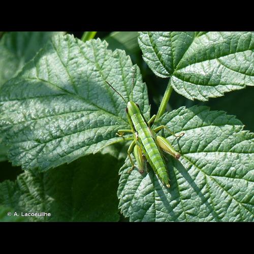 <i>Euthystira brachyptera</i> (Ocskay, 1826) © A. Lacoeuilhe