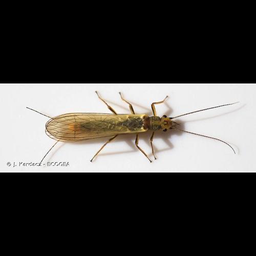 <i>Isoperla grammatica</i> (Poda, 1761) &copy; J. Kardacz - ECOGEA