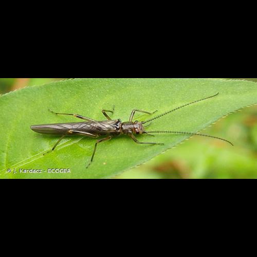 <i>Leuctra geniculata</i> Stephens, 1836 &copy; J. Kardacz - ECOGEA