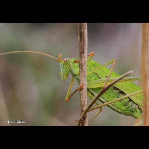 <i>Phaneroptera falcata</i> (Poda, 1761) © J. LAIGNEL