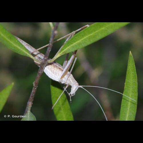 <i>Tylopsis lilifolia</i> (Fabricius, 1793) © P. Gourdain