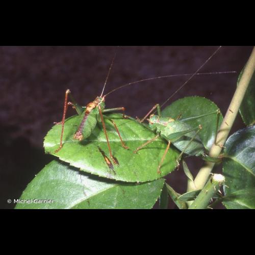 <i>Leptophyes punctatissima</i> (Bosc, 1792) © Michel Garnier