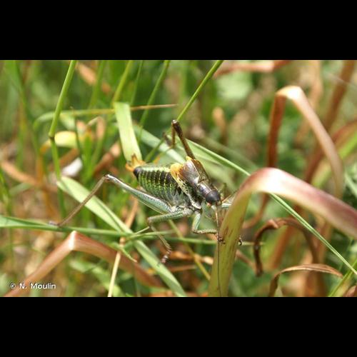 <i>Polysarcus denticauda</i> (Charpentier, 1825) © N. Moulin