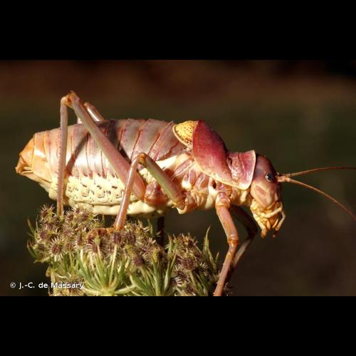 <i>Ephippiger provincialis</i> (Yersin, 1854) © J.-C. de Massary