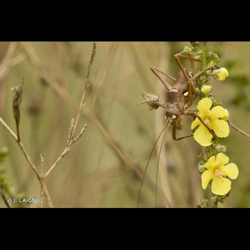 <i>Uromenus rugosicollis</i> (Audinet-Serville, 1838) © J. LAIGNEL