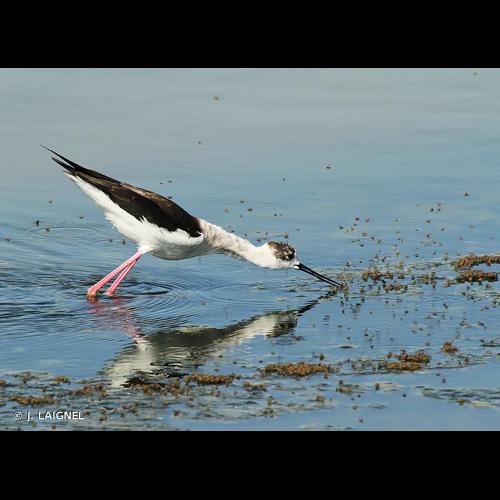 <i>Himantopus himantopus</i> (Linnaeus, 1758) © J. LAIGNEL