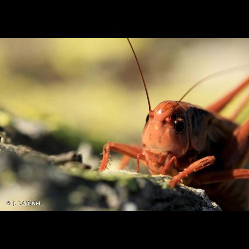 <i>Decticus verrucivorus</i> (Linnaeus, 1758) © J. LAIGNEL