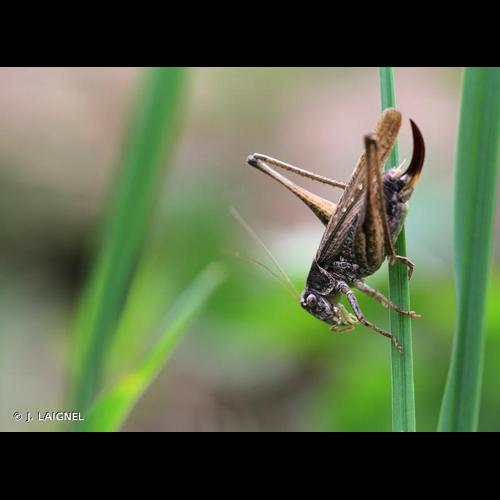 <i>Platycleis albopunctata</i> (Goeze, 1778) © J. LAIGNEL