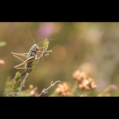 <i>Metrioptera brachyptera</i> (Linnaeus, 1761) © J. LAIGNEL
