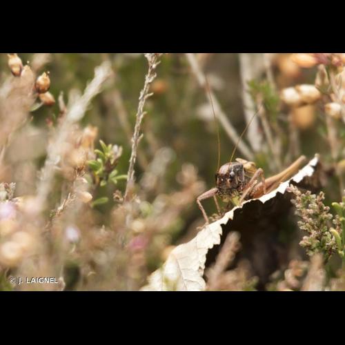<i>Metrioptera saussuriana</i> (Frey-Gessner, 1872) © J. LAIGNEL