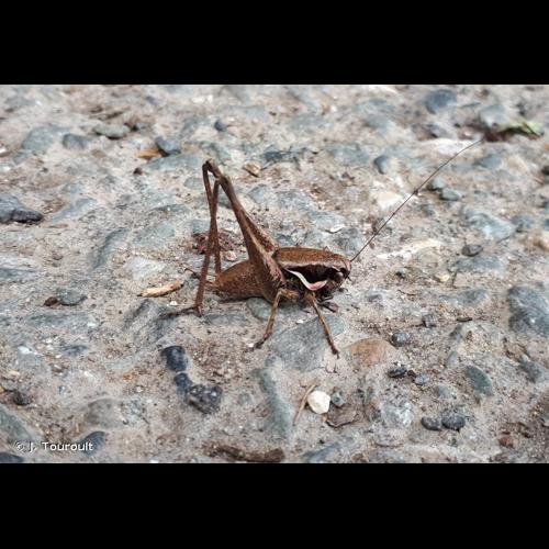 <i>Pholidoptera femorata</i> (Fieber, 1853) © J. Touroult