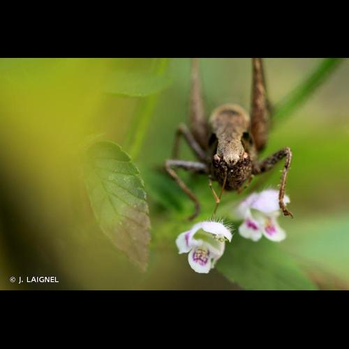 <i>Pholidoptera griseoaptera</i> (De Geer, 1773) &copy; J. LAIGNEL