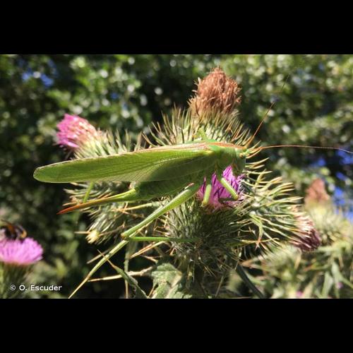 <i>Tettigonia viridissima</i> (Linnaeus, 1758) © O. Escuder