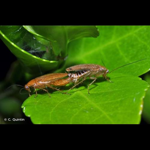 <i>Ectobius pallidus</i> (Olivier, 1789) © C. Quintin