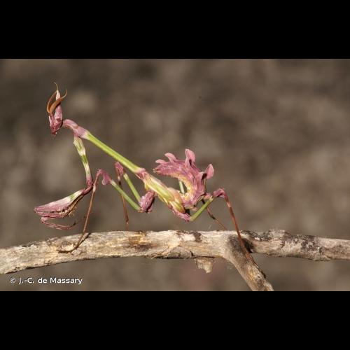 <i>Empusa pennata</i> (Thunberg, 1815) &copy; J.-C. de Massary