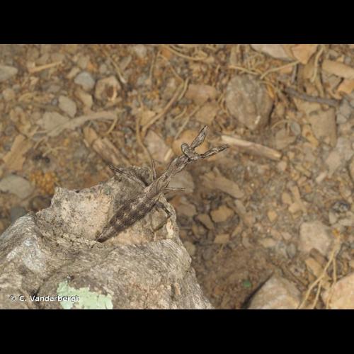 <i>Ameles decolor</i> (Charpentier, 1825) © C. Vanderbergh