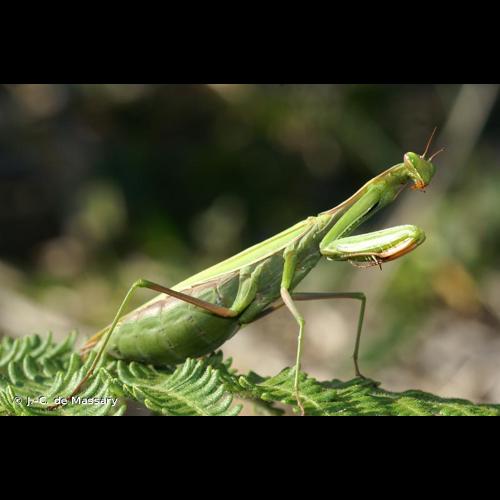 <i>Mantis religiosa</i> (Linnaeus, 1758) © J.-C. de Massary