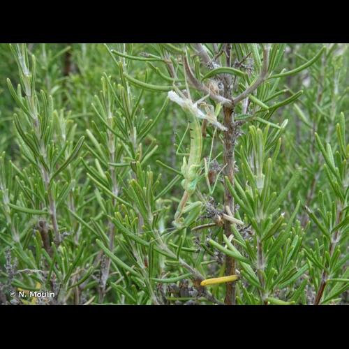 <i>Iris oratoria</i> (Linnaeus, 1758) © N. Moulin