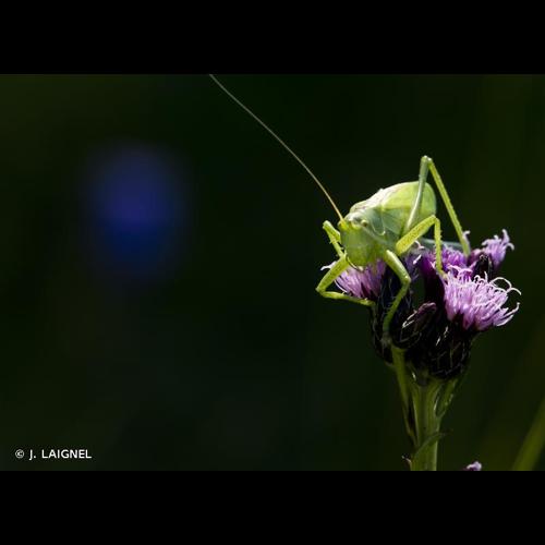<i>Tettigonia cantans</i> (Fuessly, 1775) © J. LAIGNEL