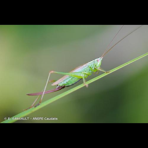 <i>Conocephalus fuscus</i> (Fabricius, 1793) © E. SANSAULT - ANEPE Caudalis