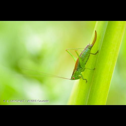 <i>Conocephalus dorsalis</i> (Latreille, 1804) &copy; E. SANSAULT - ANEPE Caudalis