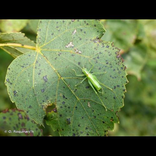<i>Meconema meridionale</i> A. Costa, 1860 © O. Roquinarc'h