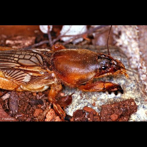 <i>Gryllotalpa gryllotalpa</i> (Linnaeus, 1758) © NULL