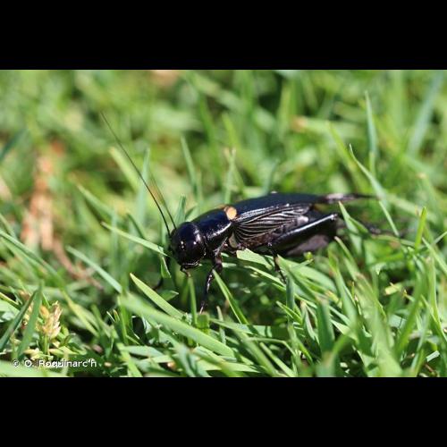 <i>Gryllus bimaculatus</i> De Geer, 1773 © O. Roquinarc'h