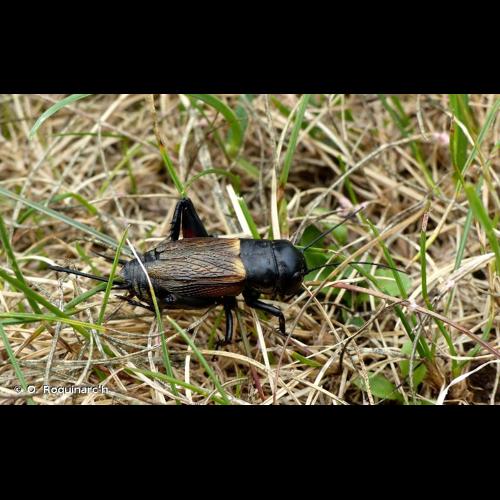<i>Gryllus campestris</i> Linnaeus, 1758 © O. Roquinarc'h