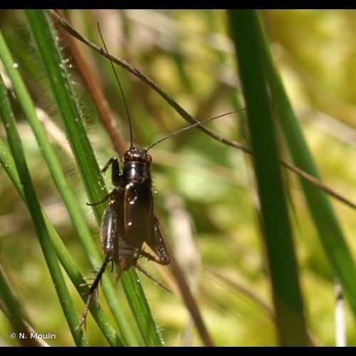 <i>Pteronemobius heydenii</i> (Fischer, 1853) © N. Moulin
