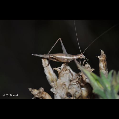 <i>Oecanthus pellucens</i> (Scopoli, 1763) © Y. Braud